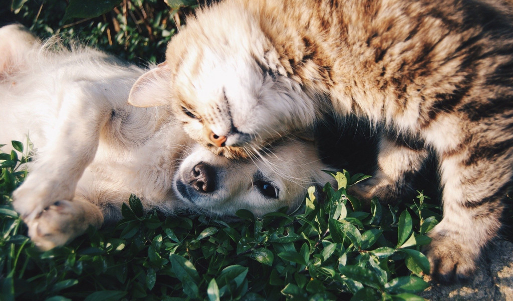Animal cafes in seoul